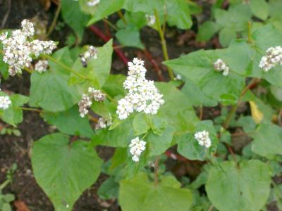 Soba blossoms